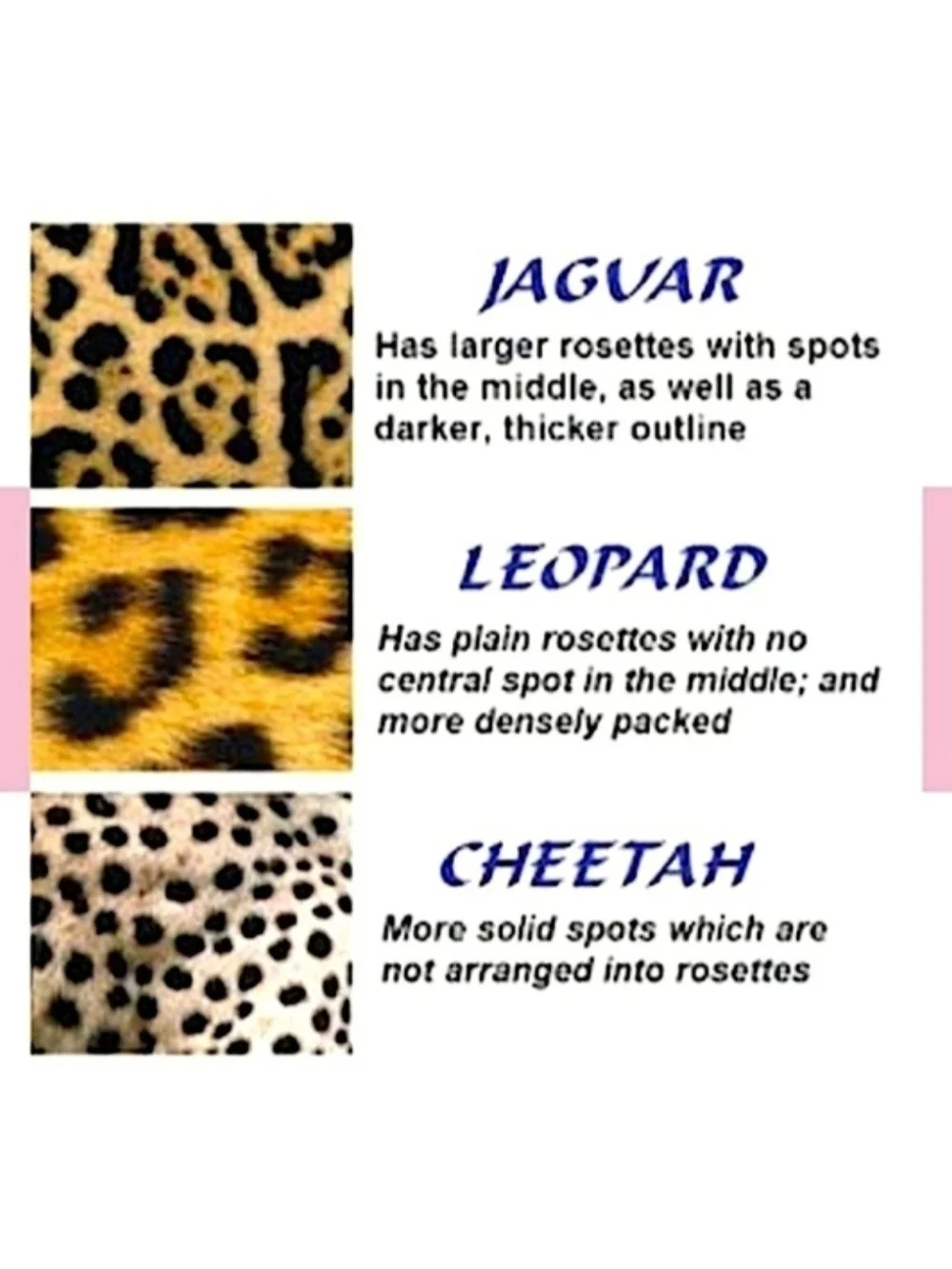 kate spade stylish kate